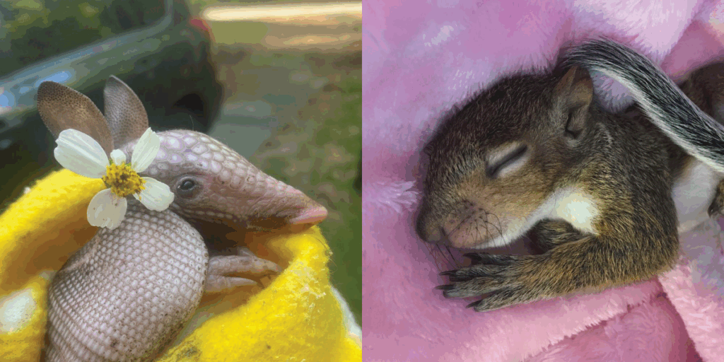 Armadillo and baby squirrel