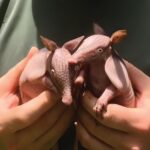 Baby armadillos in hands