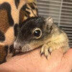 Baby Sherman's Fox Squirrel Face