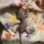 Baby squirrel feeding