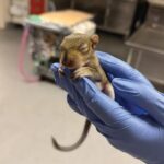 Baby squirrel in gloved hands