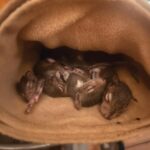 Baby squirrels sleeping