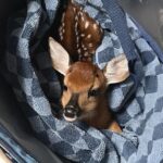 Fawn in a blanket