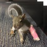 Baby squirrel in leg cast
