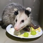 Opossum with food on plate