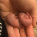 Pinkie squirrels in hand