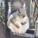 Pregnant squirrel