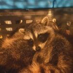 Raccoon in crate