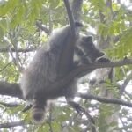 Large raccoon in tree