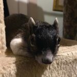 Young Sherman's Fox Squirrel