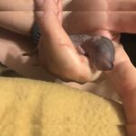 Single pinkie squirrel