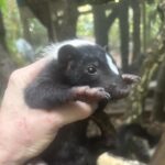 Young skunk in hand