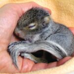 Baby squirrel sleeping in hand