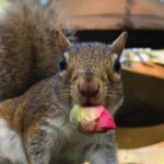Squirrel with flower bud