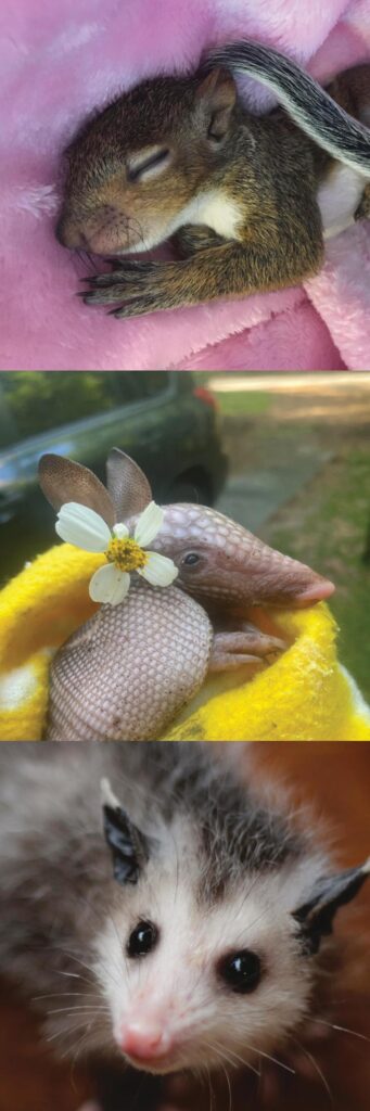 Vertical trio - squirrel, armadillo, opossum