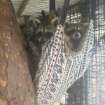 Young raccoons in hammock