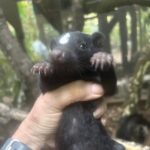 Young skunk in hand