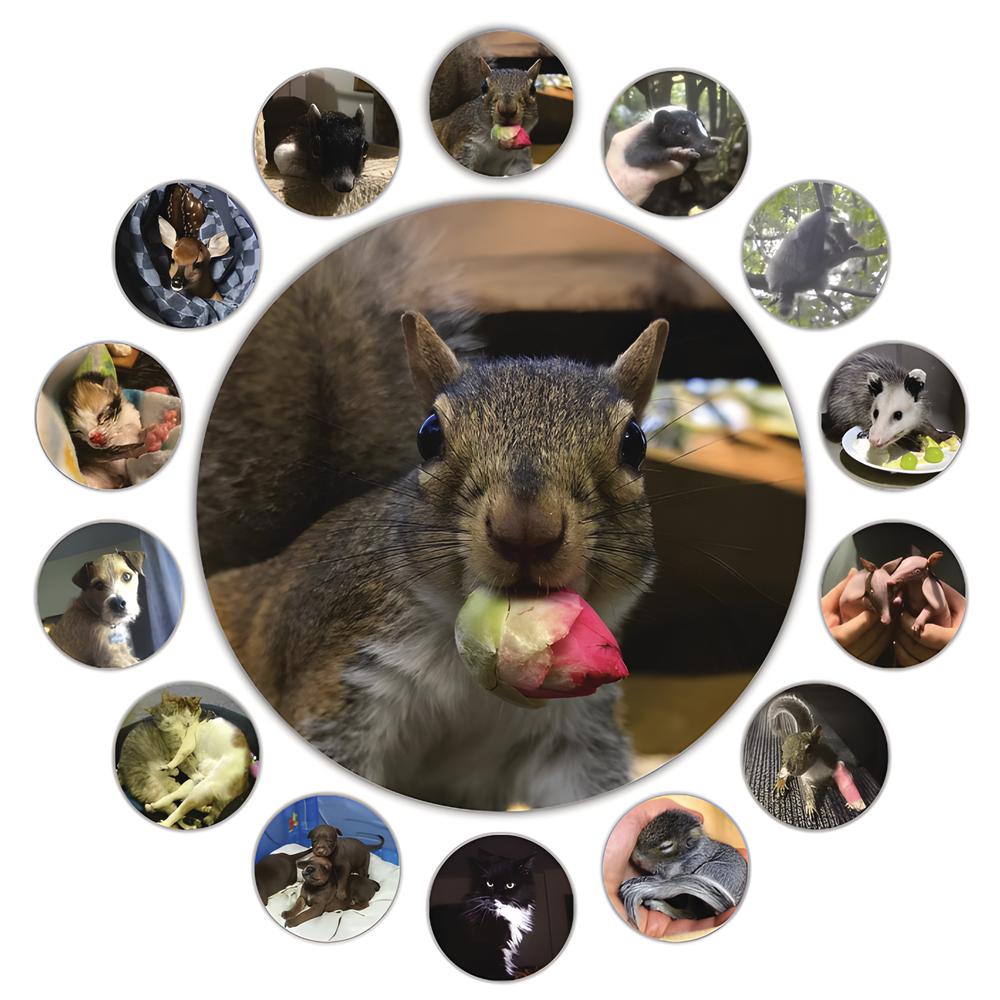 Circular Image Gallery